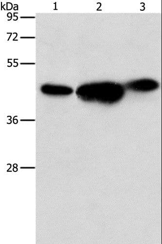 ARFGAP1 Antibody