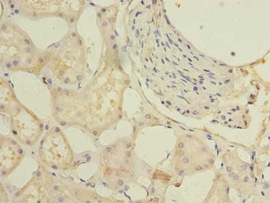GPR146 Antibody