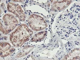 HOXC11 Antibody (aa1-304, clone OTI2H9)