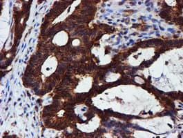 C1orf50 Antibody (clone OTI1C6)