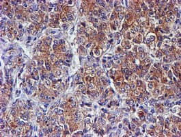 SMS / Spermine Synthase Antibody (clone OTI3C9)