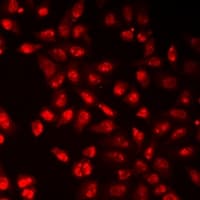 HIST3H3 Antibody