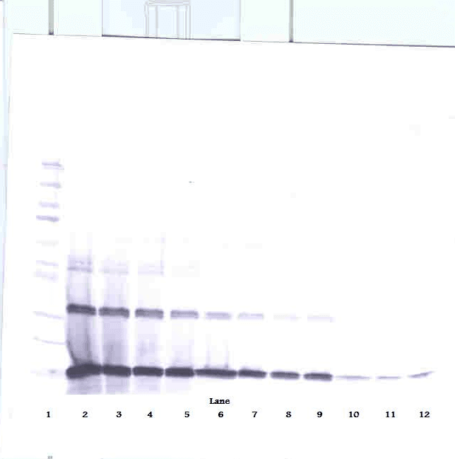 IL3 Antibody (Biotin)