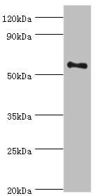BLK Antibody (aa1-280)