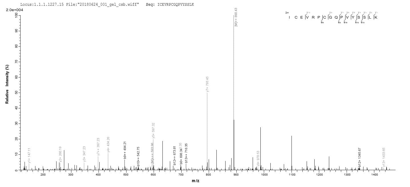 Mouse CYR61 Protein (Recombinant 10His, N-terminus)