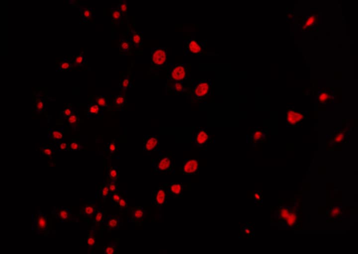 Polyclonal Rabbit anti-Human CCNC / Cyclin C Antibody (phospho-Ser275, IF, WB)