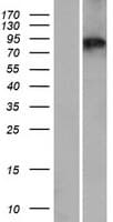 ZBBX Protein (Over-Expression Lysate Myc-DDK (Flag))