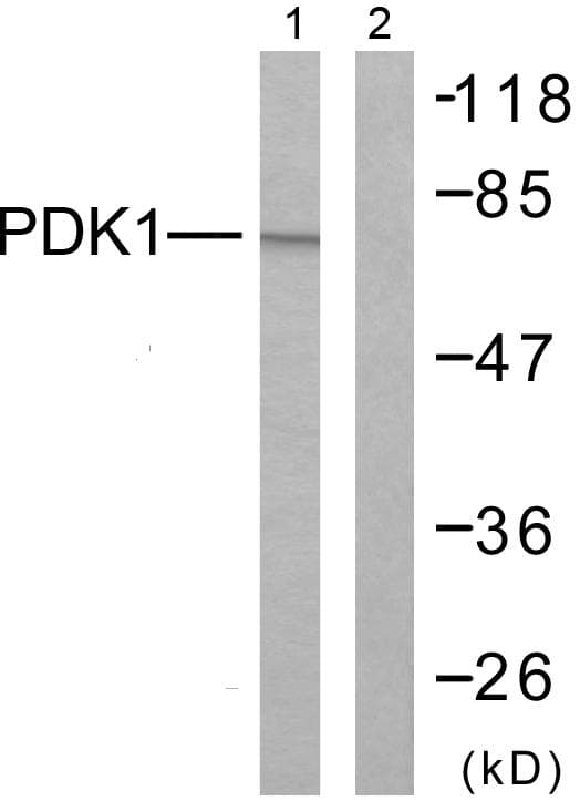 PDPK1 / PDK1 Antibody (p241)