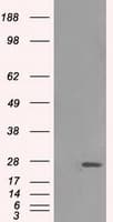 HSD17B10 / HADH2 Antibody (clone OTI11A2, Carrier-free)