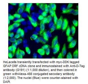 DDDDK Tag Antibody (clone F-tag-01)