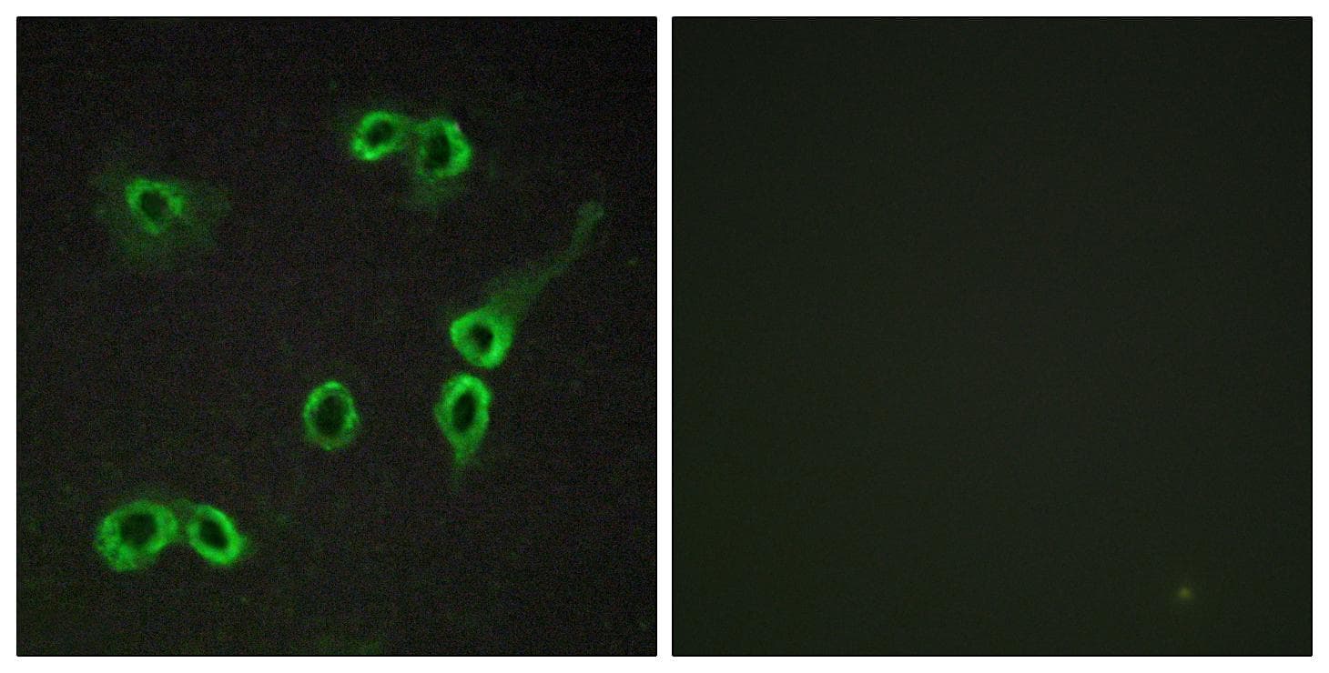 C3AR / C3a Receptor Antibody