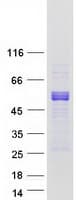 Human DMRT1 Protein (Recombinant Myc-DDK (Flag))