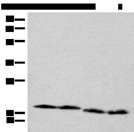 CETN3 Antibody