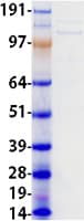 Human EMILIN2 Protein (Recombinant Myc-DDK (Flag))