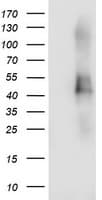 TMEFF2 Antibody (clone OTI3D1)