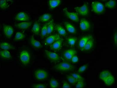 ERGIC-53 / LMAN1 Antibody