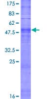 Human OR13C3 Protein (Recombinant GST)