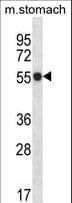 PHKG1 Antibody (aa302-331)