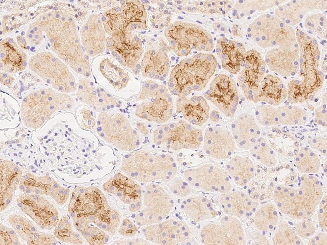 FOLR1 / Folate Receptor Alpha Antibody (Preservative Free)