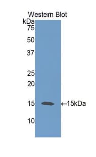 NTF3 / Neurotrophin 3 Antibody (aa21-138, FITC)