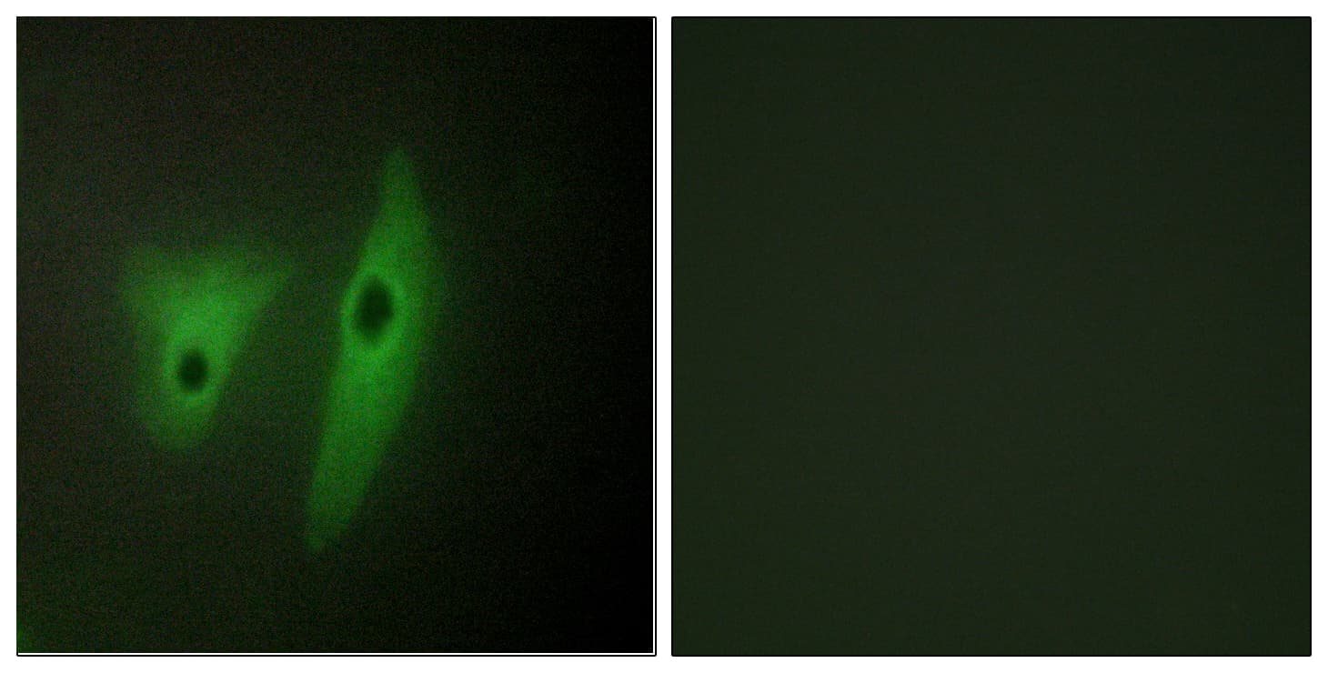Polyclonal Rabbit anti-Human DUSP19 / SKRP1 Antibody (aa111-160, IF, WB)