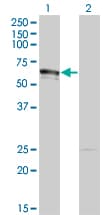 DMAP1 Antibody (clone 2G12)