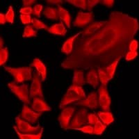 Polyclonal Rabbit anti-Human MRPS30 Antibody (IF, WB)