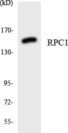 POLR3A Antibody (aa19-68)