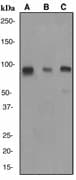 IHC-plus™ CUL1 / Cullin 1 Antibody (Internal, clone EPR3102Y)