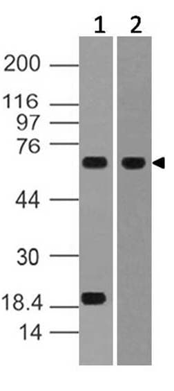 FNBP1 / FBP17 Antibody