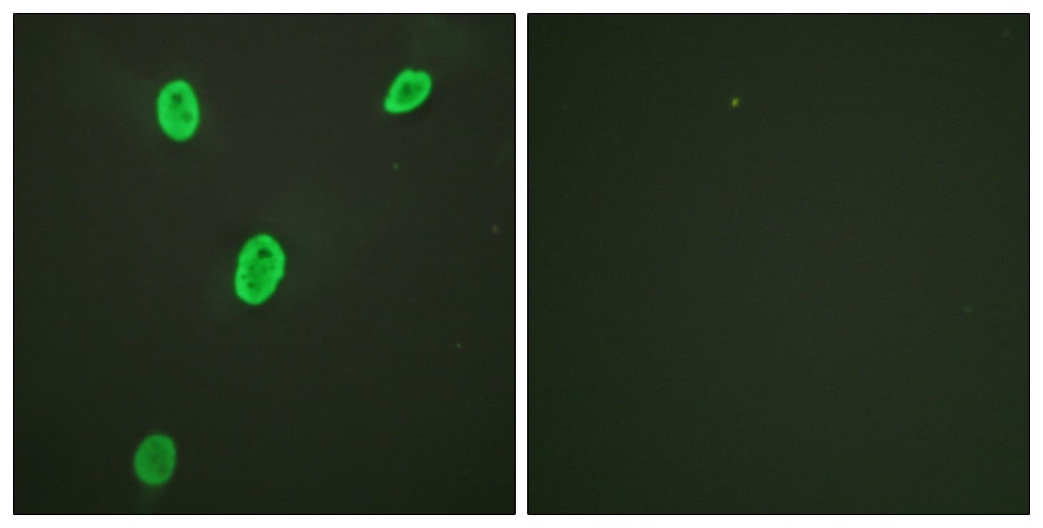 Histone H4 Antibody (Acetyl-Lys12)