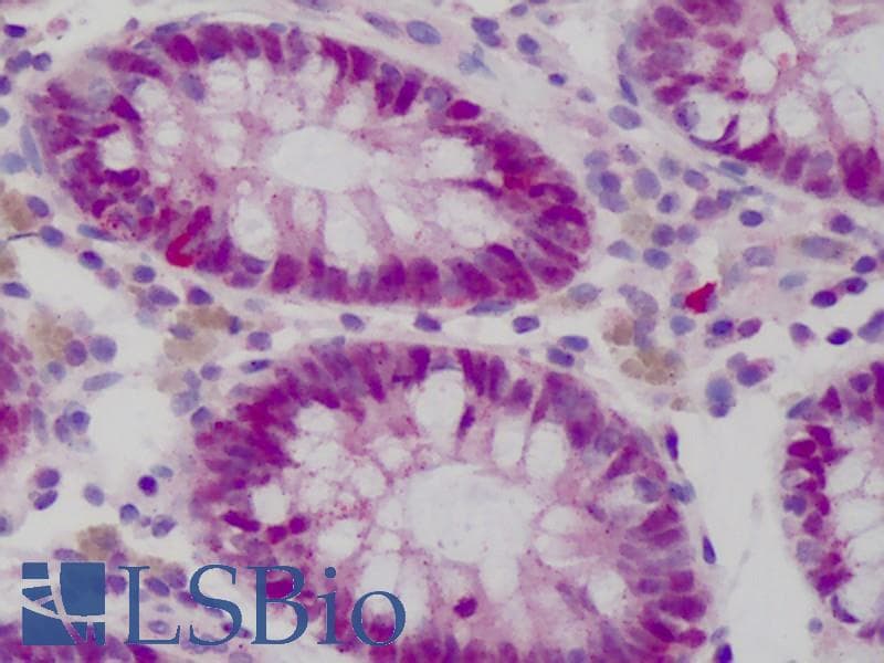 IHC-plus™ WDHD1 Antibody (C-Terminus, clone 20G10)