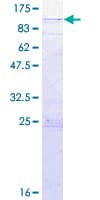 Human RASGRP4 Protein (Recombinant GST)