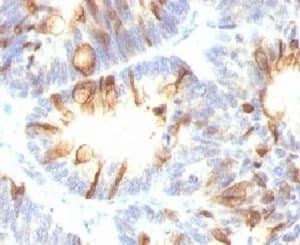 Mucin 2 / MUC2 Antibody (clone MUCN2-1)