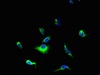 YIPF5 Antibody