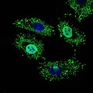 IHC-plus™ NELFA / WHSC2 Antibody (aa280-511, clone 6B11H8)
