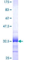 Human SYT11 Protein (Recombinant GST, N-terminus)