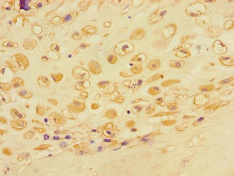 ACTR3 Antibody