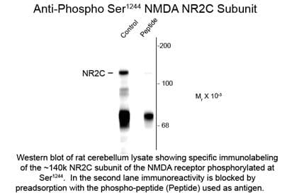 GRIN2C / NMDAR2C / NR2C Antibody (phospho-Ser1244)