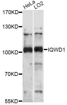 Polyclonal Rabbit anti-Human DCAF6 / NRIP Antibody (WB)