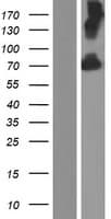 KCNC4 / Kv3.4 Protein (Over-Expression Lysate Myc-DDK (Flag))