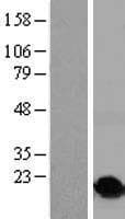 HIST1H2BO Protein (Over-Expression Lysate Myc-DDK (Flag))