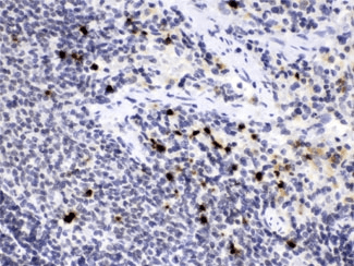 Polyclonal Rabbit anti-Mouse HNE / Neutrophil Elastase Antibody (IHC, WB)