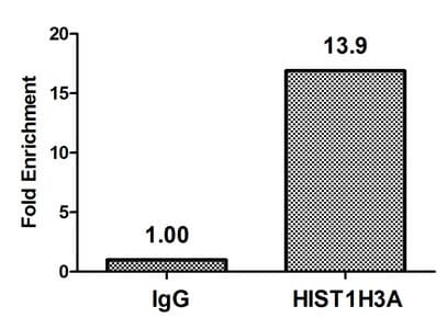 HIST1H3A Antibody