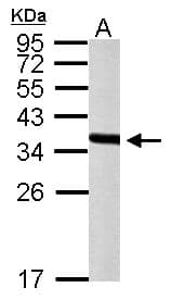 PEX19 Antibody (aa1-299)