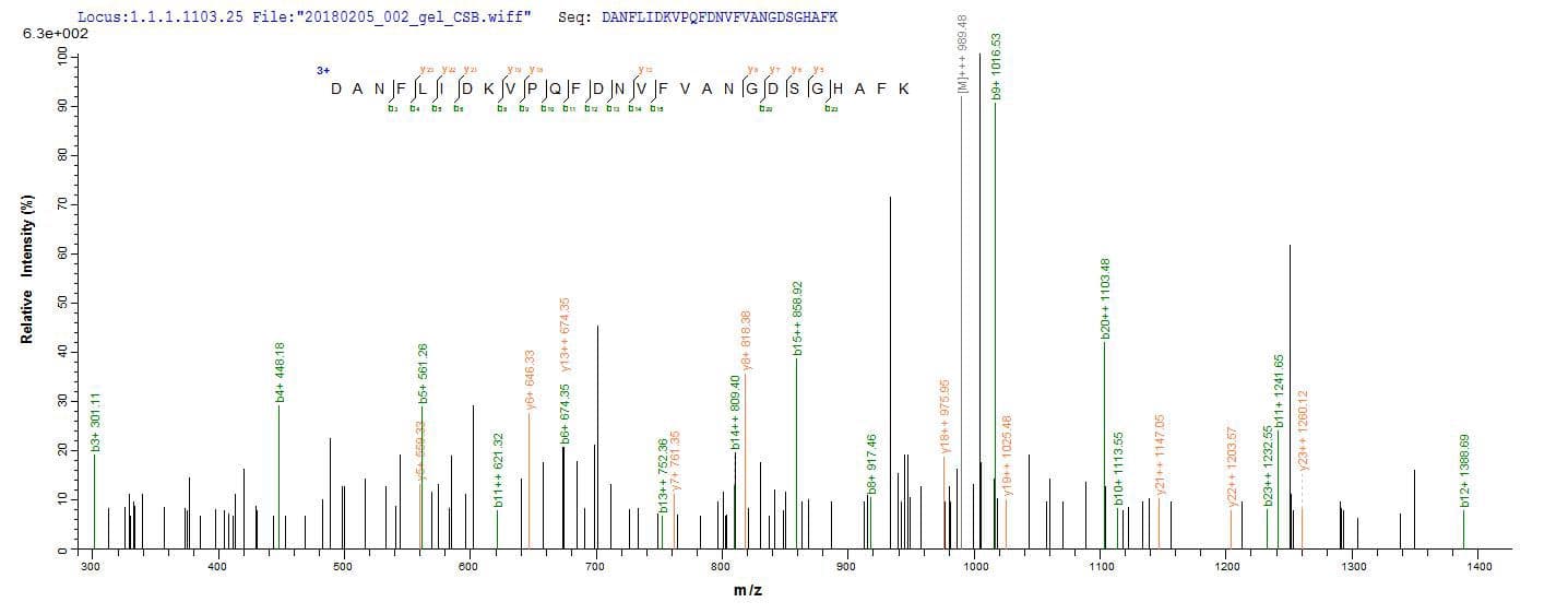 Schizosaccharomyces pombe fap2 Protein (Recombinant 10His, N-terminus + Myc, C-terminus)