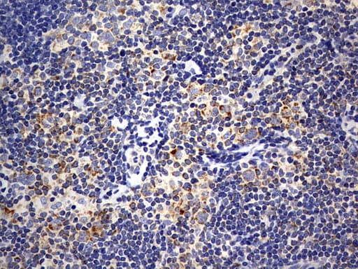 ISCU Antibody (clone OTI4F5)