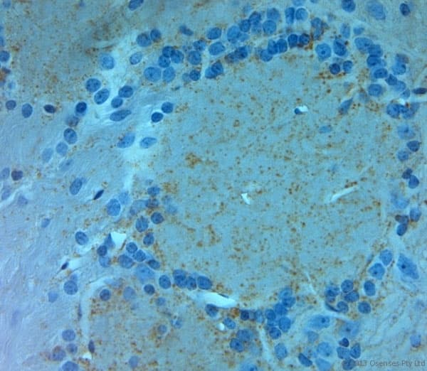 Polyclonal Rabbit anti-Rat GRIN3A / NR3A Antibody (aa1091-1135, IHC)