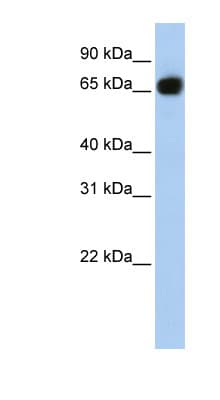 SLC37A1 Antibody (aa324-373)