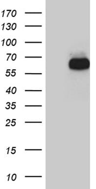 RBPJ Antibody (aa1-243, clone OTI4G10, Carrier-free)